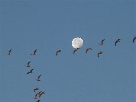 news sciences: What is a waning gibbous moon?