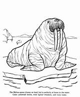 Arctic Animals Coloring Pages  Best For Kids sketch template