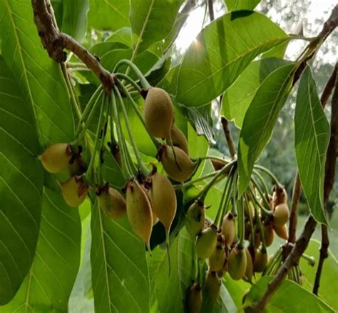 Mahua Tree/Madhuca longifolia | IASbaba