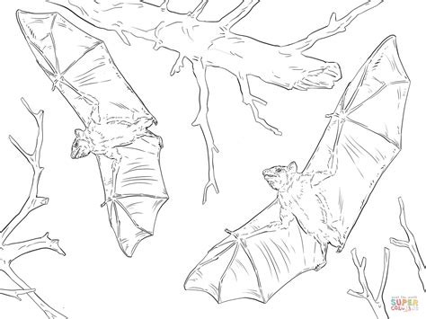 Realistic Bat Coloring Pages at GetColorings.com | Free printable ...