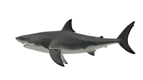 Great White Shark Side View On White Stock Photo - Download Image Now - iStock