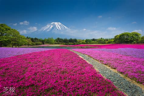 Mountain Fuji with the field of pink moss cherry blossom in Japan ...