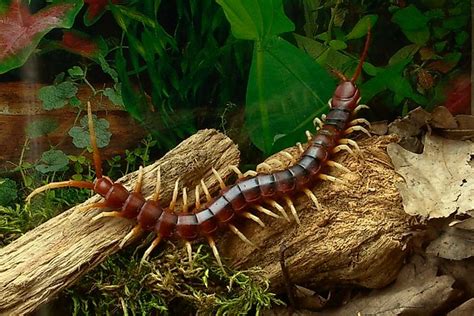 What Is The World's Largest Centipede? - WorldAtlas.com