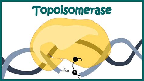 Topoisomerase 1 and 2 mechanism | How Topoisomerase works? | Animated biology | Molecular ...