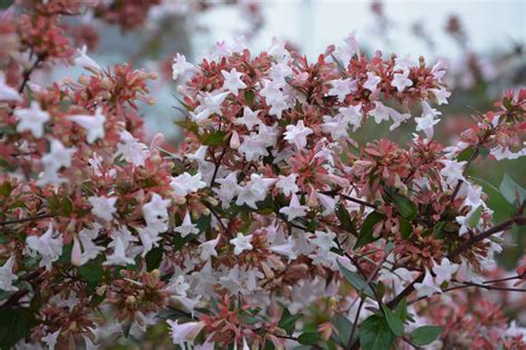 Beautiful Shrubs for the Garden: How to Grow Abelia: news, plants ...