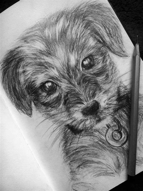 Pencil Drawing Ideas | Dog pencil drawing, Dog drawing, Pencil drawings