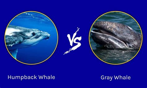 Gray Whale vs Humpback: What are the Differences? - IMP WORLD