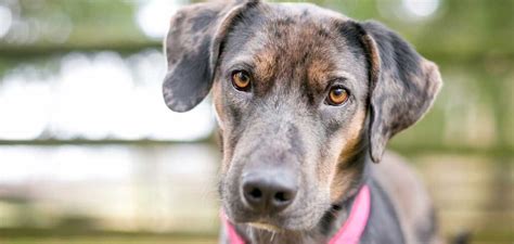 Catahoula Leopard Dog Temperament Traits, Behaviors and Personality