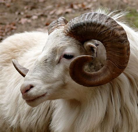 white, sheep, ram, close, head, horn, fauna, goat, mammal, mountain | Pxfuel