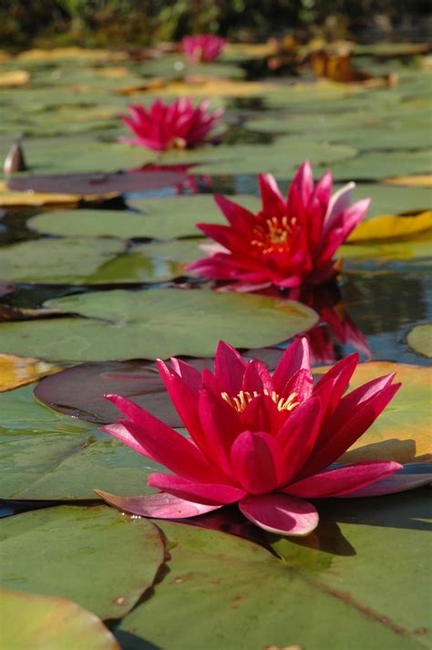 Vente plante aquatique - fleur de passion