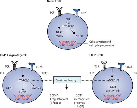 CD8 T cells and mTOR: new concepts and targets for systemic lupus erythematosus - The Lancet