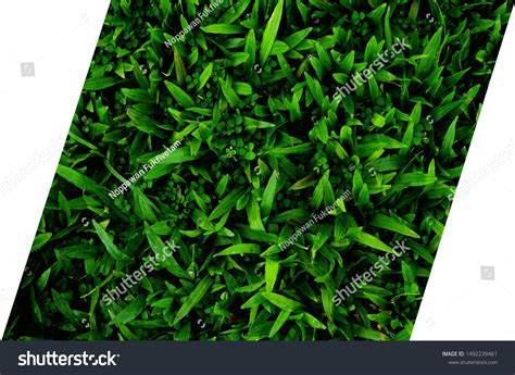 Green Grass Texture Background Green Lawn Stock Photo 1492239461 ...