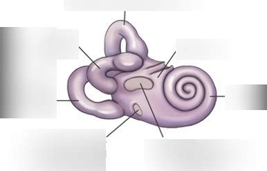 Osseous bony labyrinth labeling Diagram | Quizlet