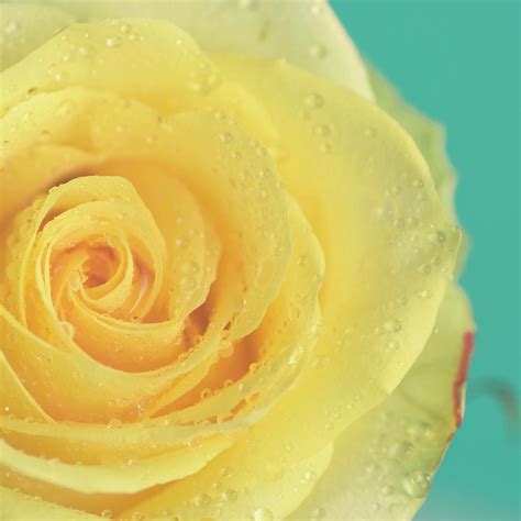 Yellow Rose With Dew Drops Photograph by Maria Kallin - Fine Art America