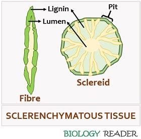 What is Sclerenchyma Tissue? Definition, Characteristics, Types ...