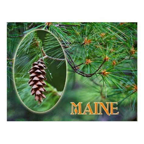 Maine State Flower: White Pine Cone and Tassel Postcard | Zazzle