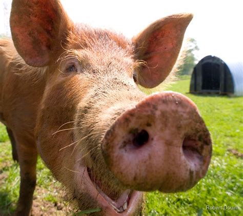 "A happy Tamworth pig" by Robert Down | Redbubble