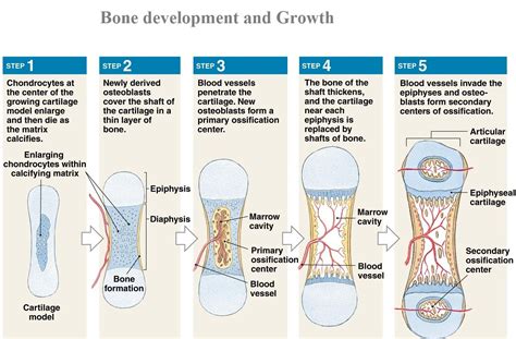 BONE DEVELOPMENT - Karuna Yoga-Best Yoga Teacher Training Course. Bangalore, India