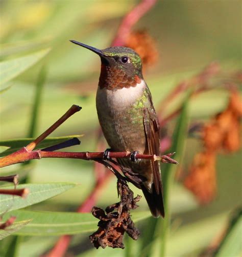 Creature Feature: Ruby-throated Hummingbird (Archilochus colubris) – Columbus Audubon