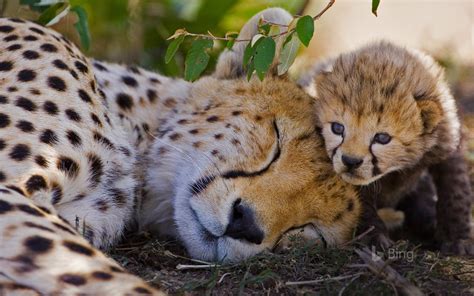 Yavru #çita ve annesi,#kenya - TeknoSeyir