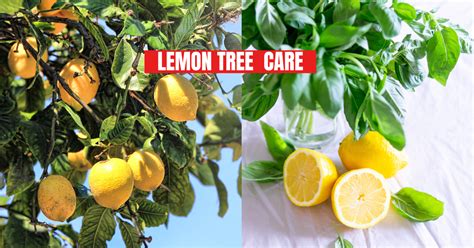 LEMON TREE CARE - Read Gardening