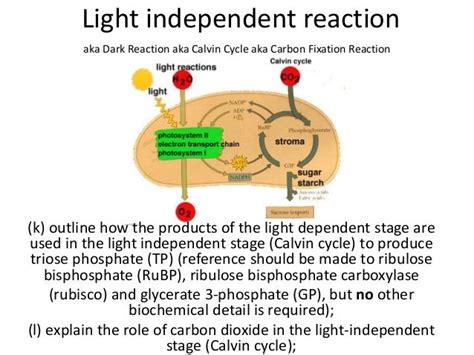 Photosynthesis 6 light independent reaction