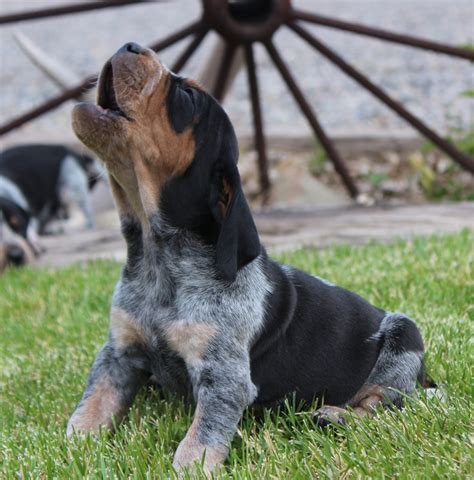 Bluetick Coonhound Puppies For Sale - All You Need Infos