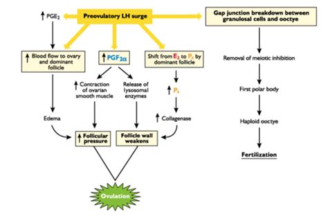 Lecture 81: Ovulation, Luteinization, and Luteolysis Flashcards | Quizlet