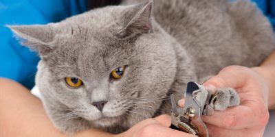 8 Tools and Tricks to Make Trimming Cat Claws Easier