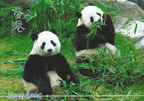 A Journey of Postcards: Pandas at Ocean Park | Hong Kong