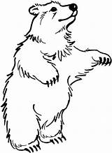 Free Printable Brown Bear Coloring Pages sketch template