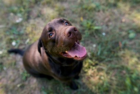 Dog in the Park stock image. Image of spring, leisure - 103148701