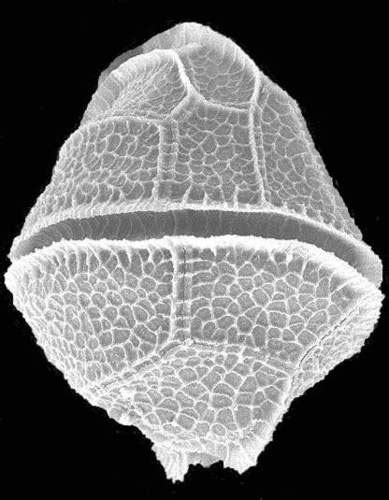 Peridinium willei · iNaturalist