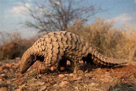 🔥 A Pangolin in its natural habitat 🔥 : r/NatureIsFuckingLit