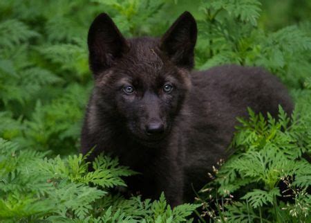 Black Timber Wolf Pup. Many fab photos! Nat Geo Your Shot. | Wolf dog ...