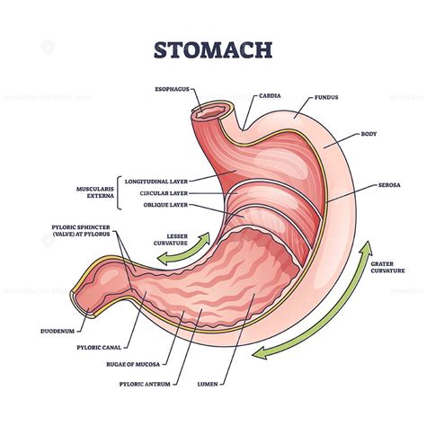 Stomach anatomy or digestive organ detailed inner structure outline diagram – VectorMine