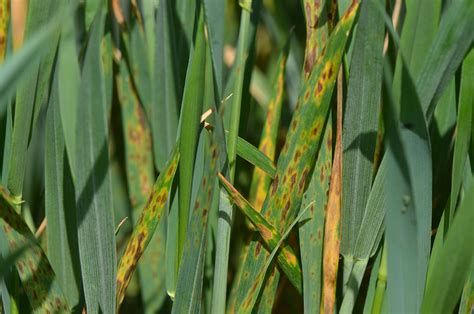 After Rains, Some Wheat Diseases Increasing | CropWatch | University of ...