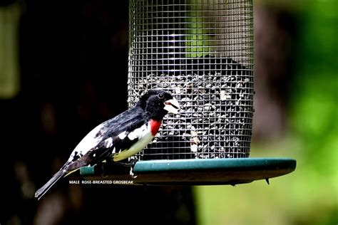 THE ROSE-BREASTED GROSBEAK MIGRATION HAS BEGUN | backyardwildlifeconnection