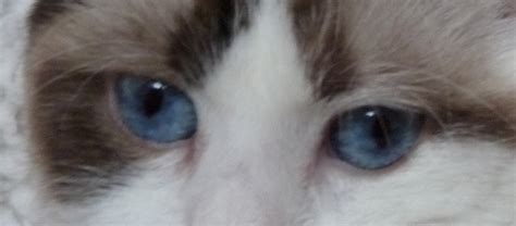 Sapphire's great blue eyes | Cats, Animals, Blue