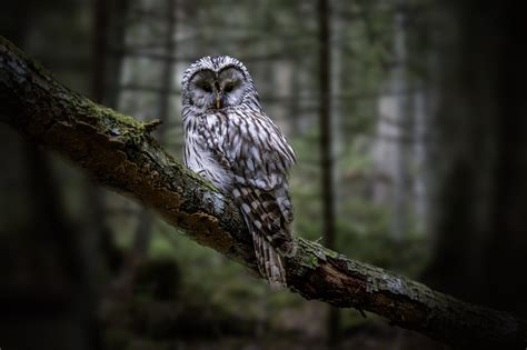 Ural Owl Bird Of Prey Portrait - Free photo on Pixabay - Pixabay