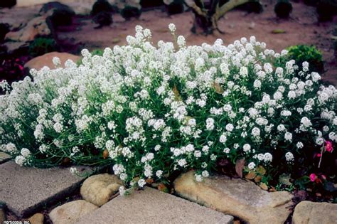 Top White Annual Flowers for Your Garden | HGTV