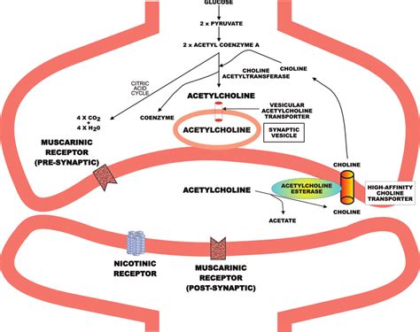 Molecular components of the cholinergic system. Unlike many other... | Download Scientific Diagram