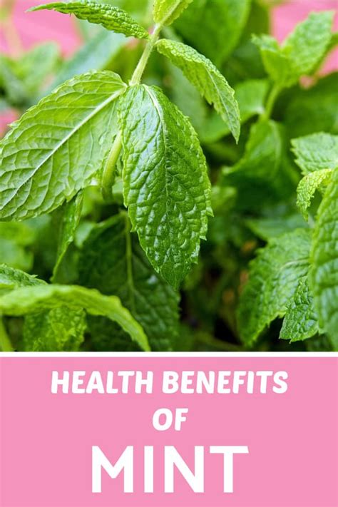 Health Benefits of Mint - Gardening Channel