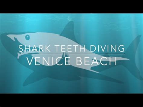 How to Shore Dive for Shark Teeth in Venice Beach Florida - YouTube