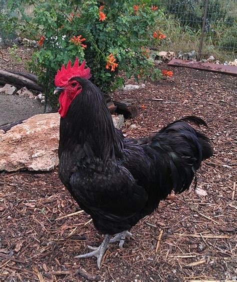 Black australorp, Australorp chicken, Chickens backyard