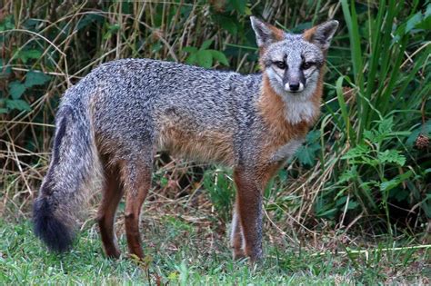 Gray Fox | Habitats and Behavior - All Things Foxes