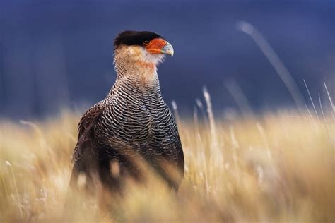 10 Wildlife Photography Tips for Beginners | Iceland Photo Tours