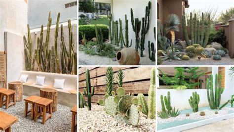 Cactus Garden: 45 Ideas to Add a Beautiful Desert Touch to Your Yard ...