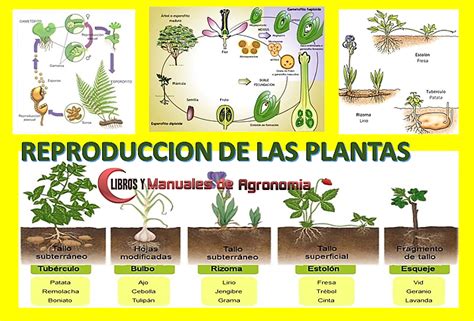 Proceso de REPRODUCCIÓN DE LAS PLANTAS - Libros y Manuales de Agronomia