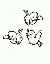 Different Birds Coloring Pages  Home sketch template